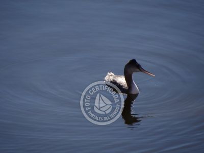 Guía de Aves del Uruguay