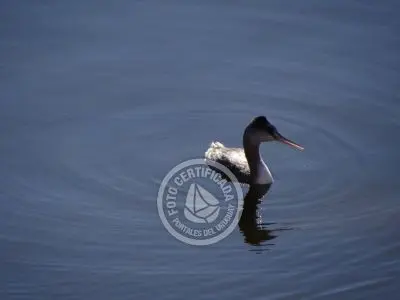 Guía de Aves del Uruguay