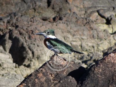 Guía de Aves del Uruguay