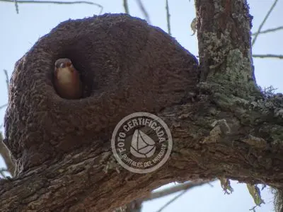 Guía de Aves del Uruguay