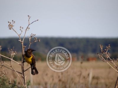 Guía de Aves del Uruguay