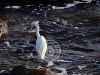 Guía de Aves del Uruguay