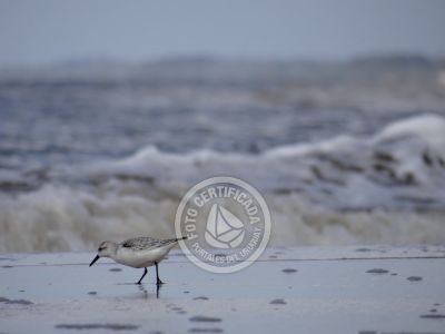 Guía de Aves del Uruguay