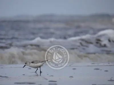 Guía de Aves del Uruguay