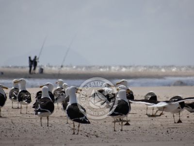Guía de Aves del Uruguay