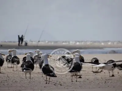 Guía de Aves del Uruguay