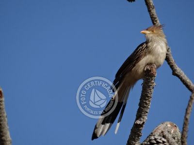 Guía de Aves del Uruguay