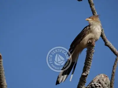 Guía de Aves del Uruguay
