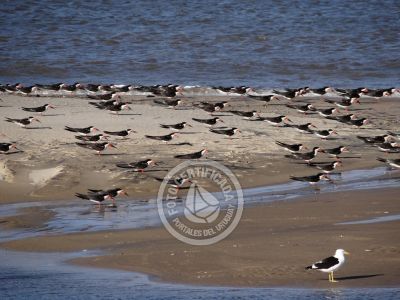 Guía de Aves del Uruguay
