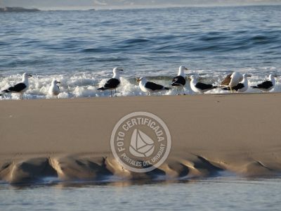 Guía de Aves del Uruguay