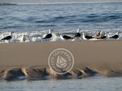 Guía de Aves del Uruguay