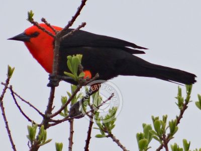 Guía de Aves del Uruguay