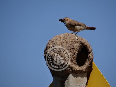 Guía de Aves del Uruguay