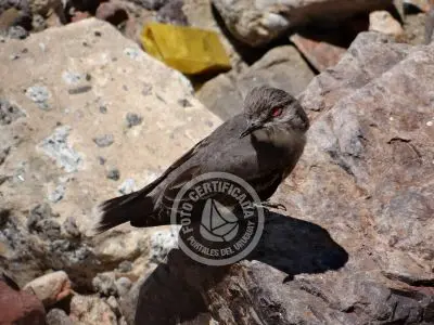 Guía de Aves del Uruguay