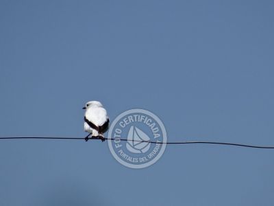 Guía de Aves del Uruguay