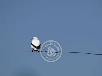 Guía de Aves del Uruguay