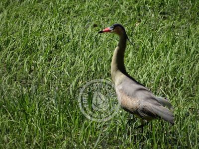Guía de Aves del Uruguay
