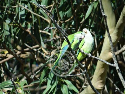Guía de Aves del Uruguay