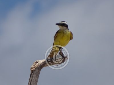 Guía de Aves del Uruguay