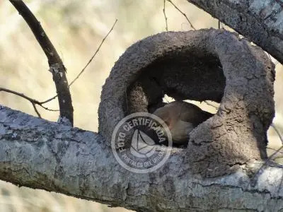 Guía de Aves del Uruguay
