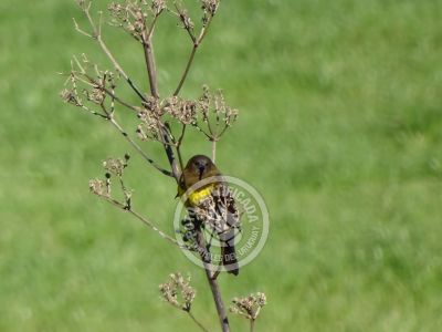 Guía de Aves del Uruguay
