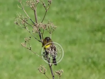 Guía de Aves del Uruguay