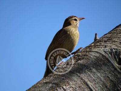 Guía de Aves del Uruguay