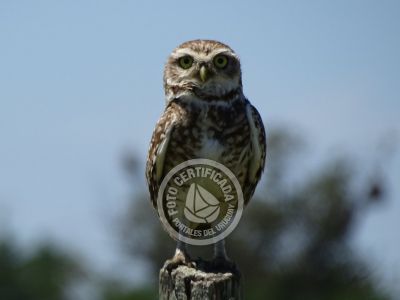 Guía de Aves del Uruguay