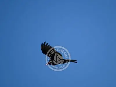 Guía de Aves del Uruguay