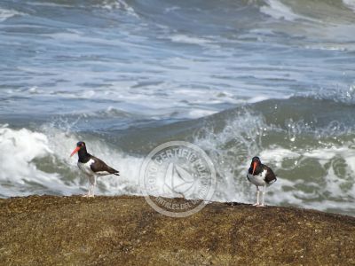 Guía de Aves del Uruguay