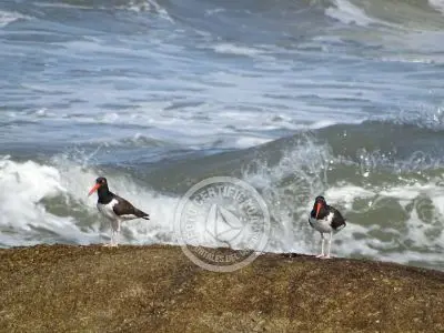 Guía de Aves del Uruguay