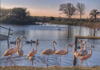 Guía de Aves del Uruguay
