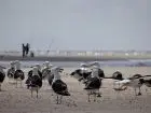 Guía de Aves del Uruguay