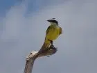 Guía de Aves del Uruguay