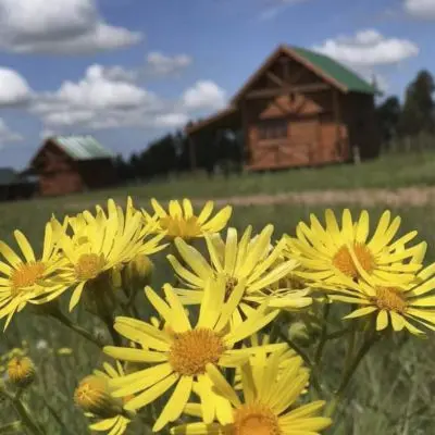 Cabana Los Álamos - Cabañas Ecológicas Maldonado