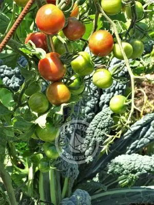 Naturalmente - Tiny - Eco cabañas - Punta del Diablo