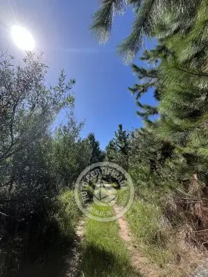 Lots Terrenos en zona bosque, varias opciones Punta del Diablo