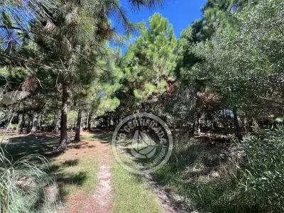 Lots Terrenos en zona bosque, varias opciones Punta del Diablo