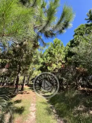 Lots Terrenos en zona bosque, varias opciones Punta del Diablo