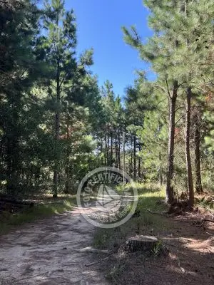 Lots Terrenos en zona bosque, varias opciones Punta del Diablo