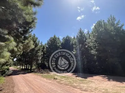 Lots Terrenos en zona bosque, varias opciones Punta del Diablo