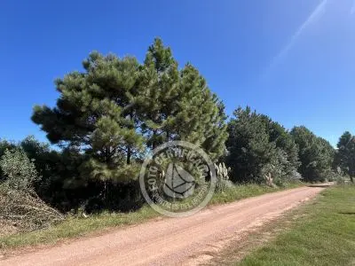Lots Terrenos en zona bosque, varias opciones Punta del Diablo
