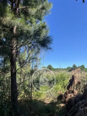 Lots Terrenos en zona bosque, varias opciones Punta del Diablo