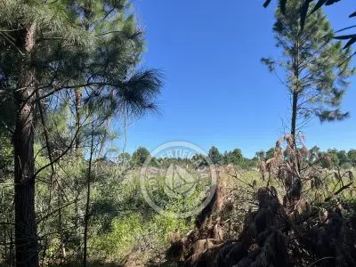 Lots Terrenos en zona bosque, varias opciones Punta del Diablo