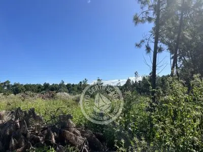 Lots Terrenos en zona bosque, varias opciones Punta del Diablo