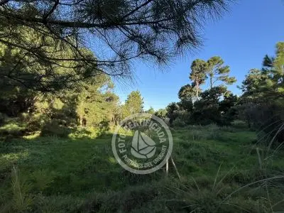 Lots Terrenos en zona bosque, varias opciones Punta del Diablo