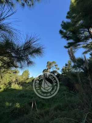 Lots Terrenos en zona bosque, varias opciones Punta del Diablo