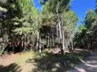 Lots Terrenos en zona bosque, varias opciones Punta del Diablo