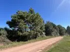 Lots Terrenos en zona bosque, varias opciones Punta del Diablo