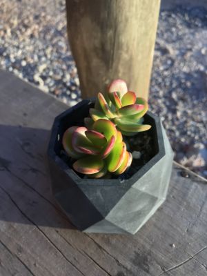 Chacra La Gracia - Chacra en Villa Serrana - Lavalleja Villa Serrana